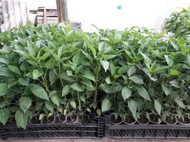 تصویر 3 از بهترین نشا فلفل دلمه برای کشت تابستانه